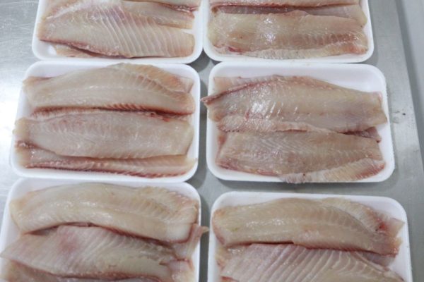 Design sem nome (22)